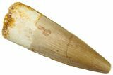 Fossil Spinosaurus Tooth - Real Dinosaur Tooth #292665-1
